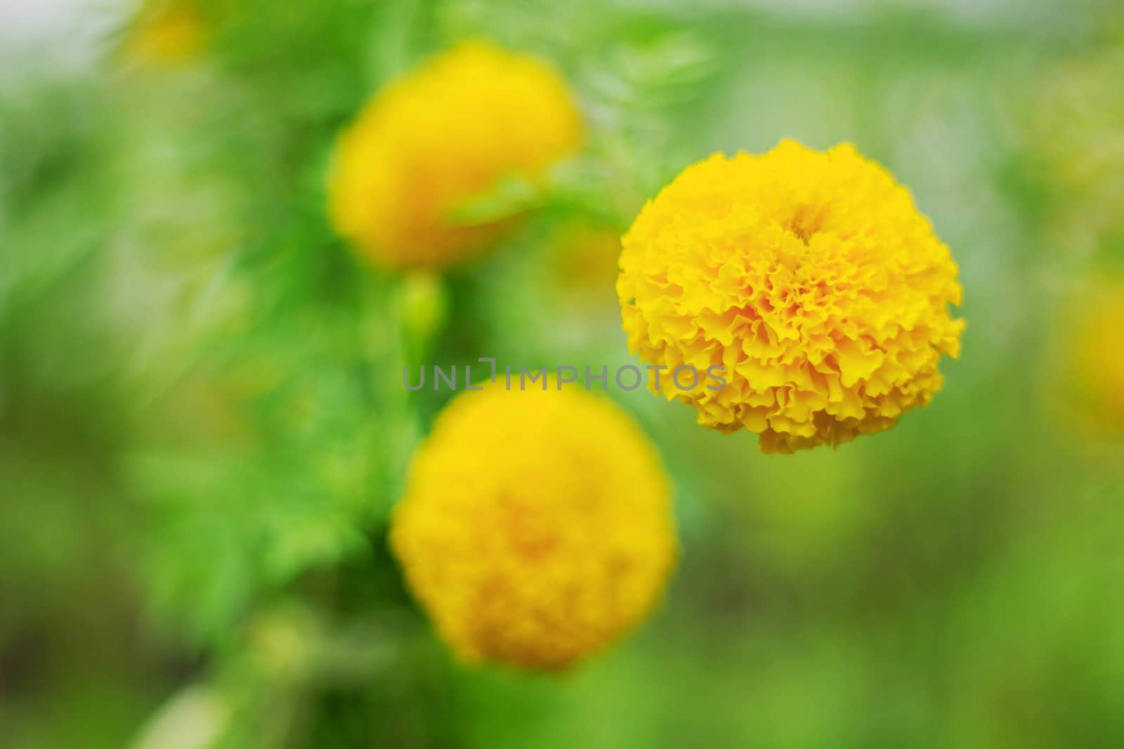 Marigold with beautiful on the background blurred.