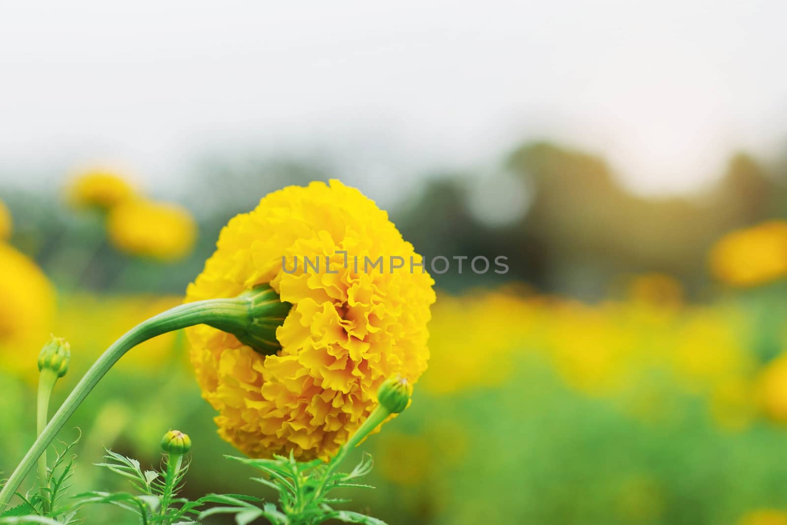 Marigold flowers on the field at sunlight.