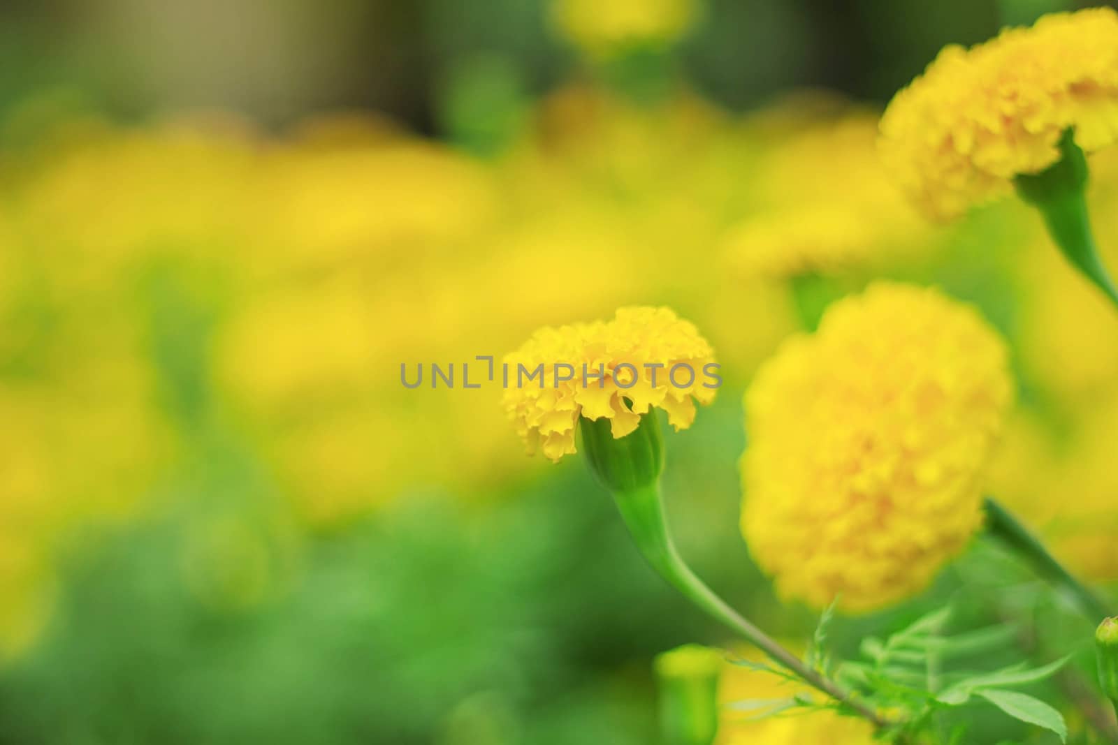 Marigold flowers with beautiful on the plantation.