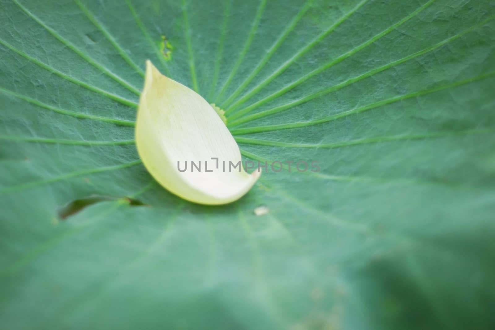 Lotus flower petals on leaf with background details.