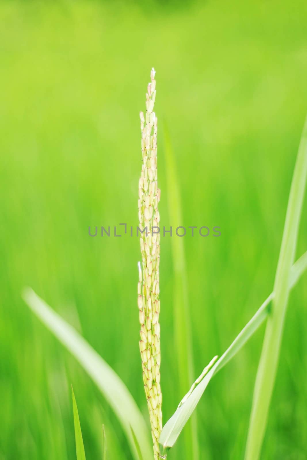 Rice growing on the field with green nature.