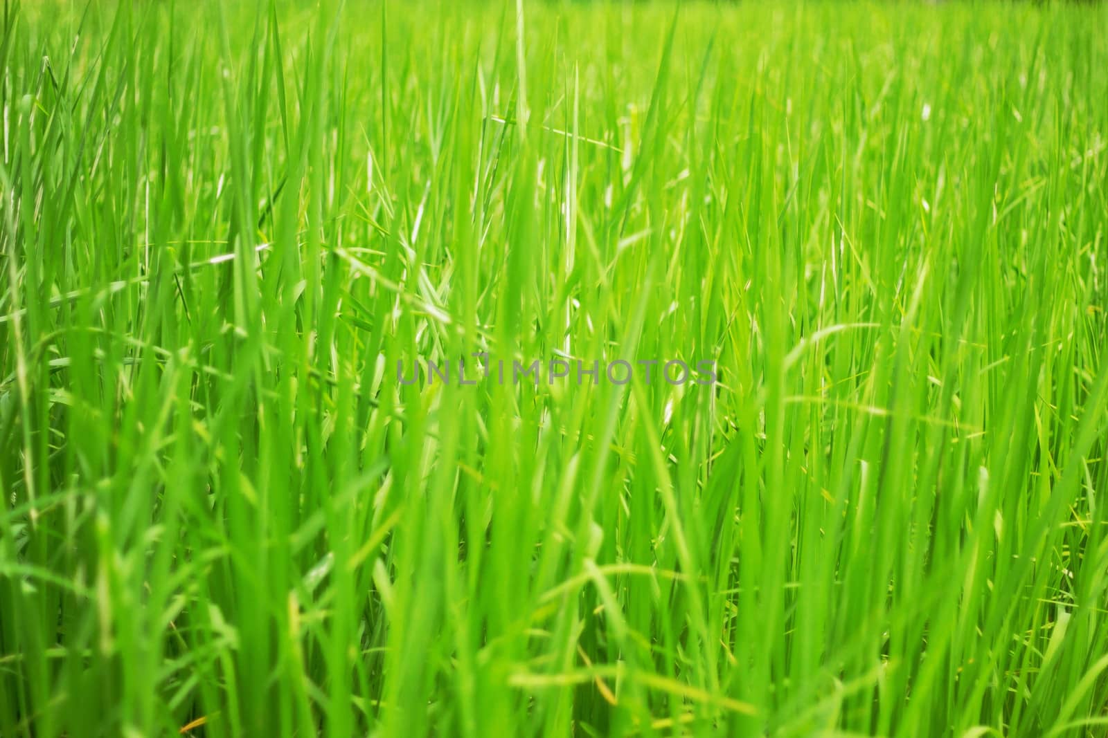 rice plants on the field with green background.