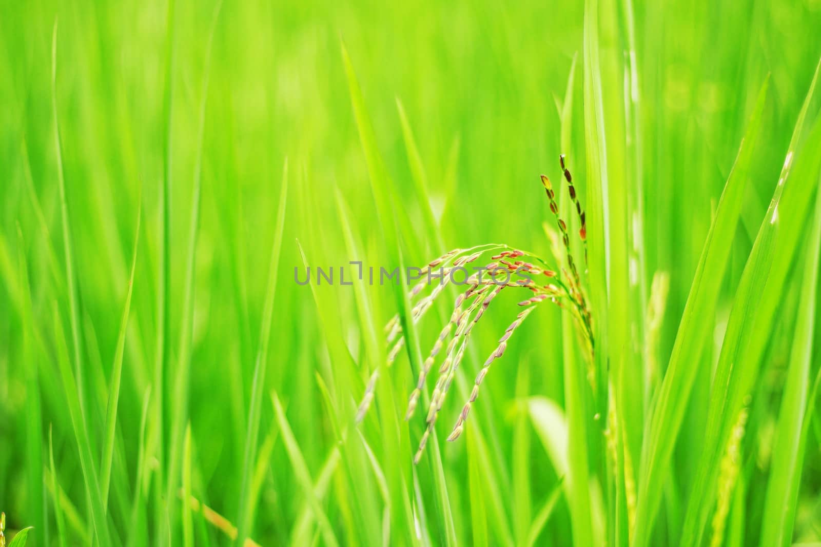 Rice with nature background. by start08