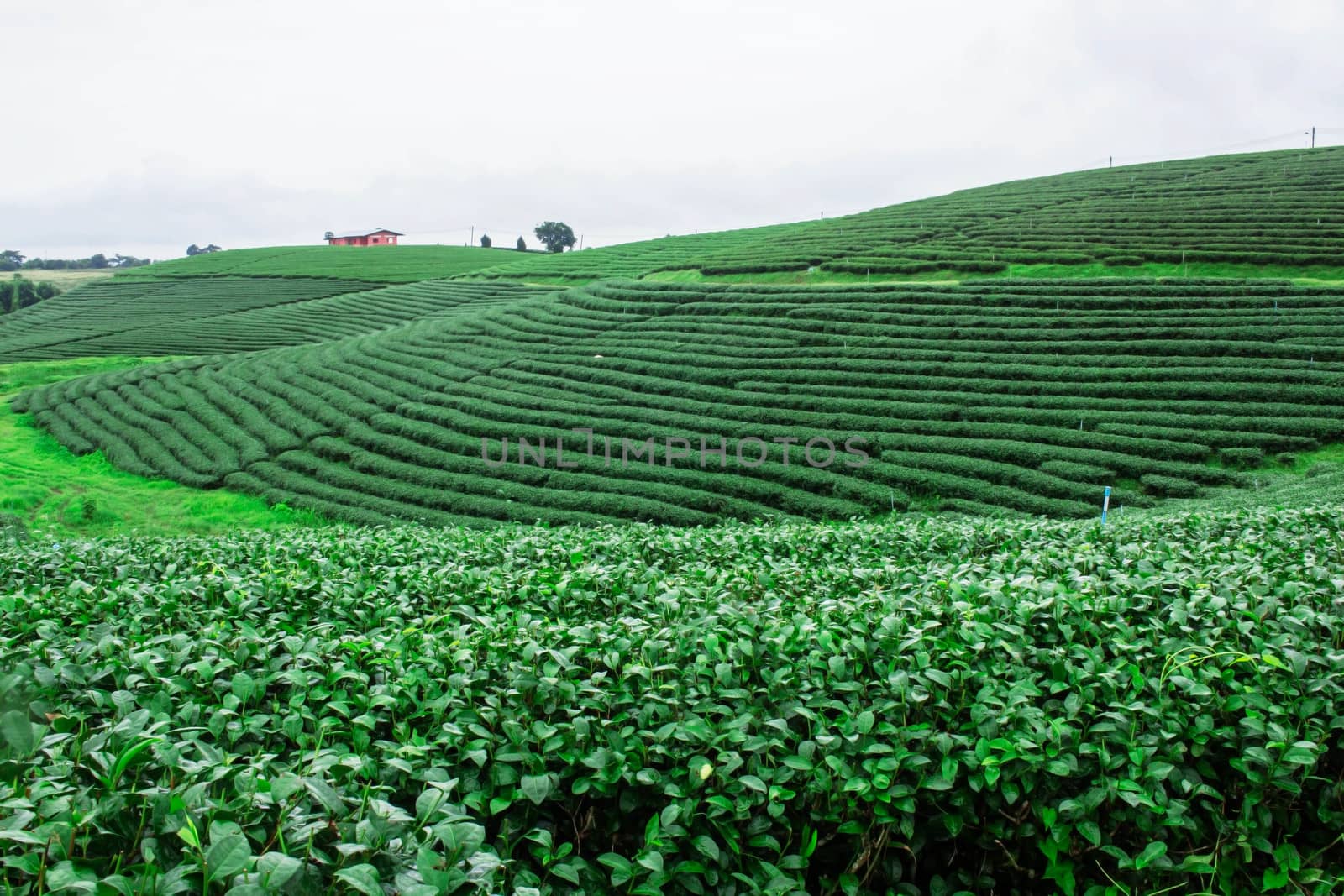 Green tea farm with freshness of nature.