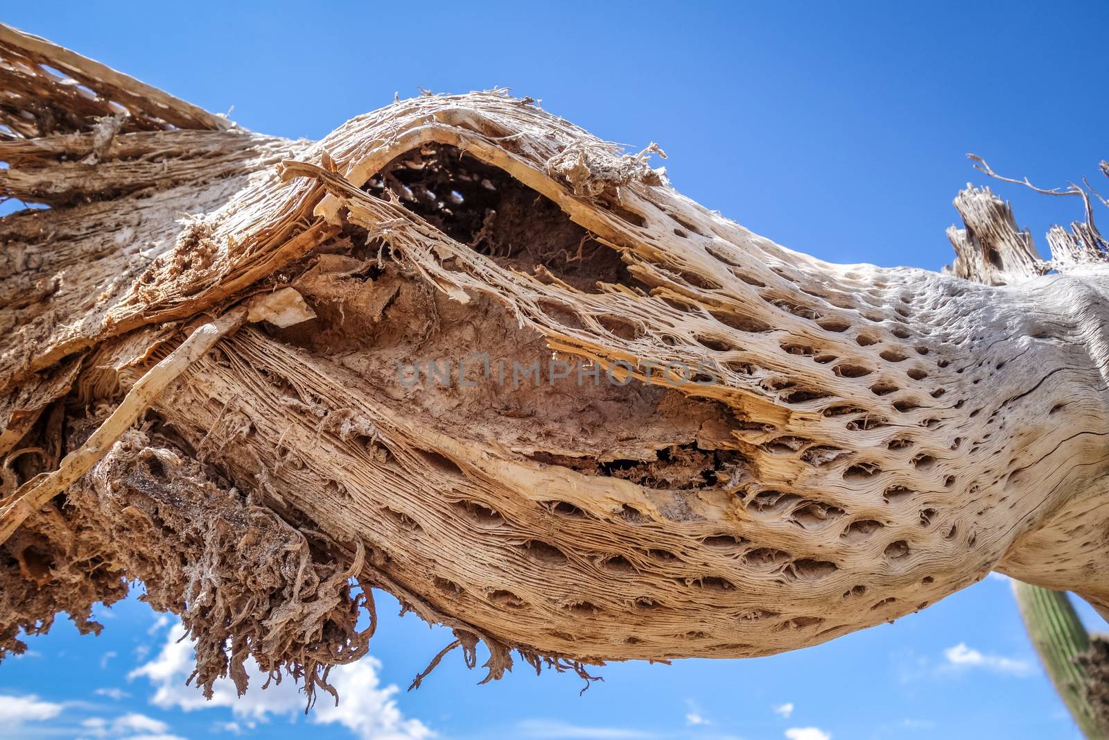 Dry giant cactus in the desert, Argentina by daboost