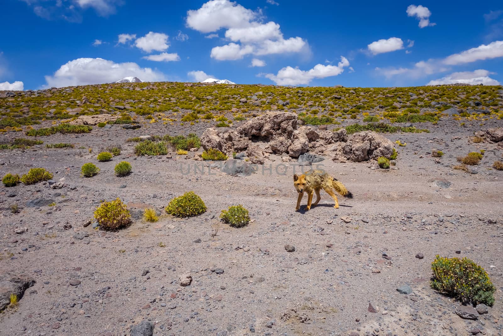 Red fox in Altiplano desert, sud Lipez reserva Eduardo Avaroa, Bolivia