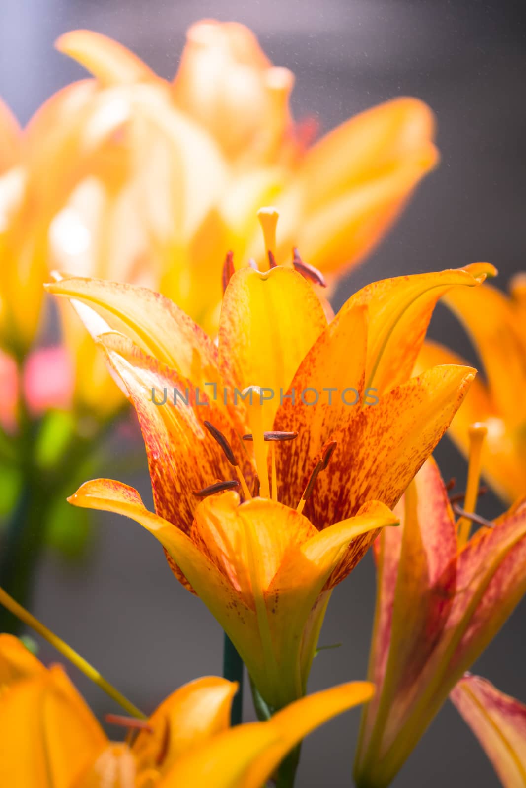 The background image of the colorful flowers, background nature