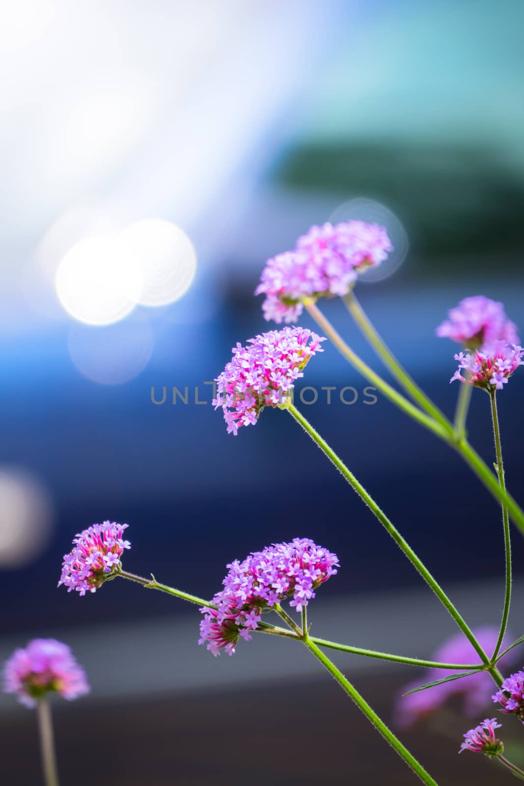 The background image of the colorful flowers, background nature