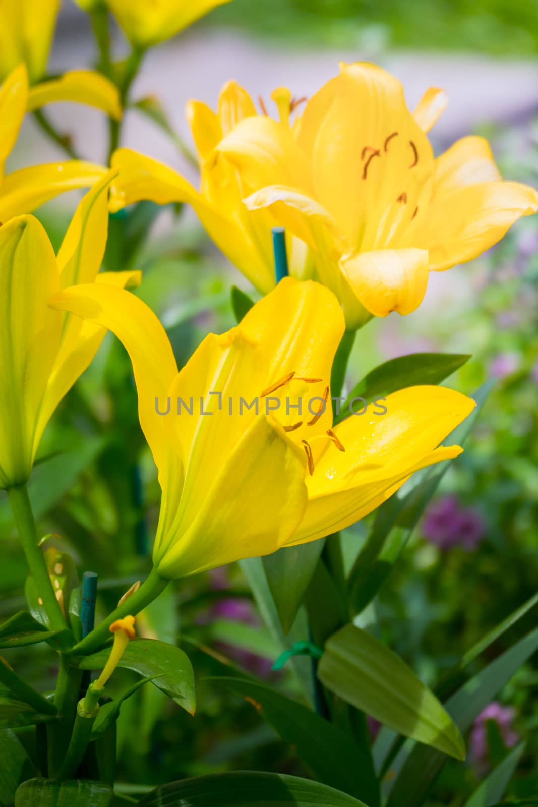 The background image of the colorful flowers by teerawit