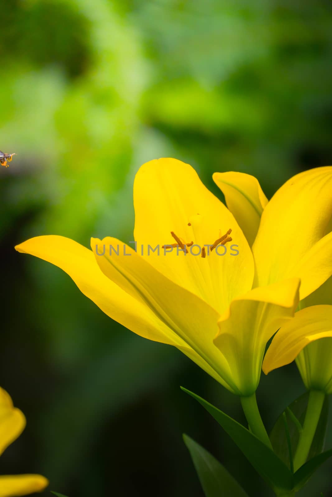 The background image of the colorful flowers, background nature