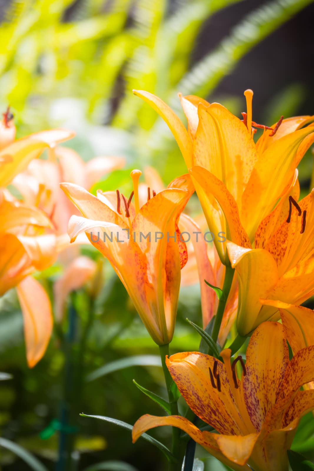 The background image of the colorful flowers, background nature