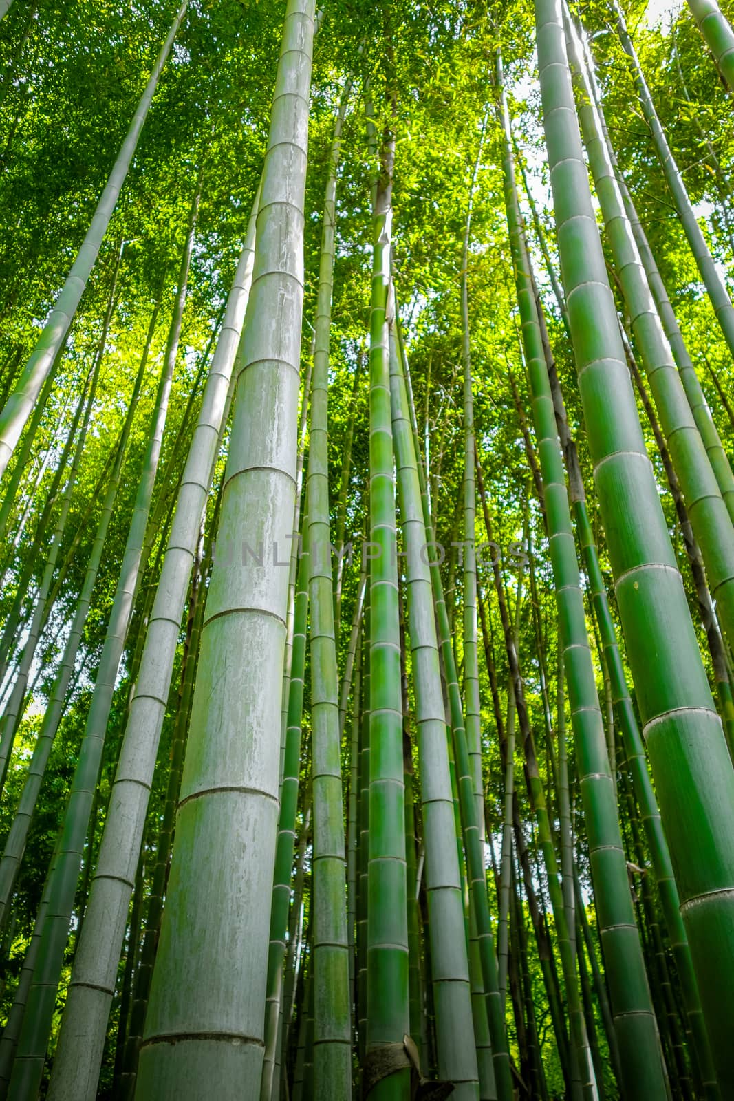 Arashiyama bamboo forest, Kyoto, Japan by daboost