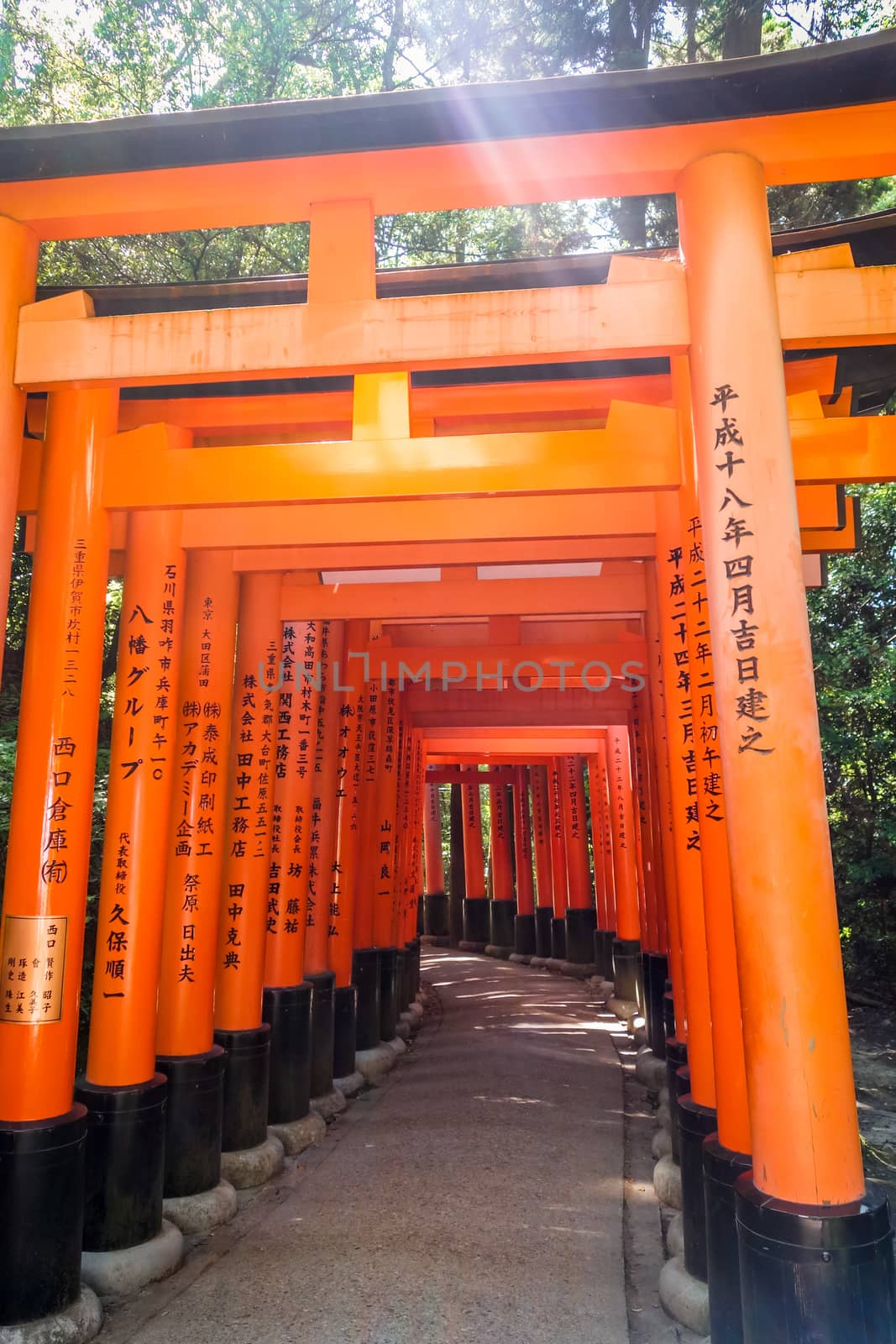Fushimi Inari Taisha torii, Kyoto, Japan by daboost