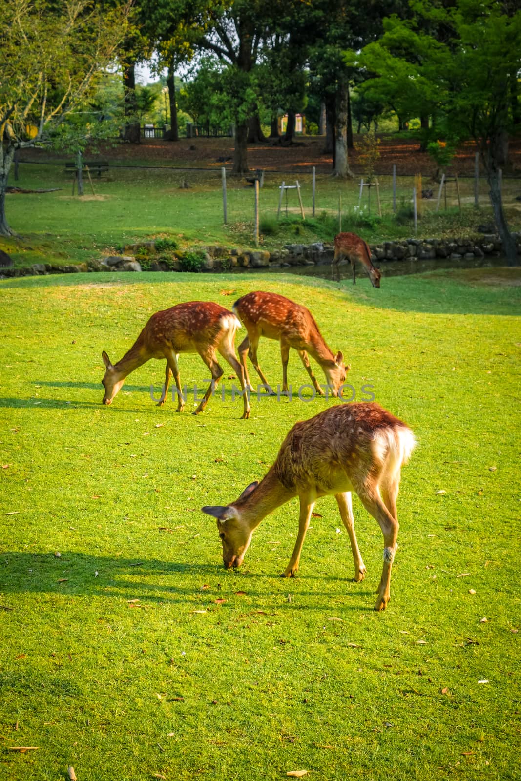 Wild Sika deers in Nara Park, Japan