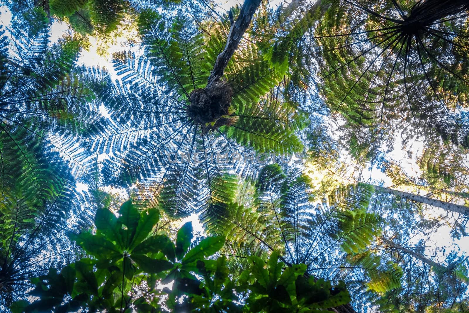 Giant ferns in redwood forest, Rotorua, New Zealand by daboost