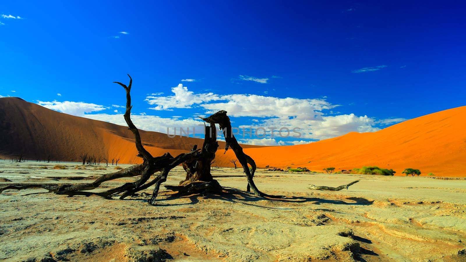 Deadvlei in Namib-Naukluft national park, Sossusvlei Namibia by homocosmicos