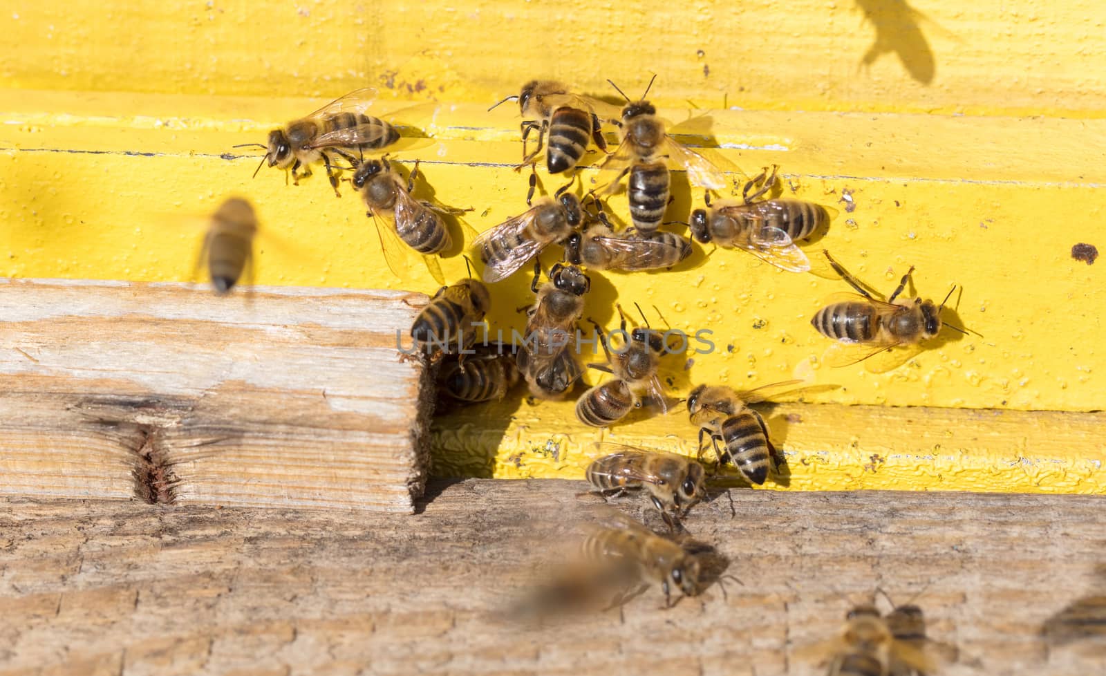 Closeup of a beehive by michaklootwijk