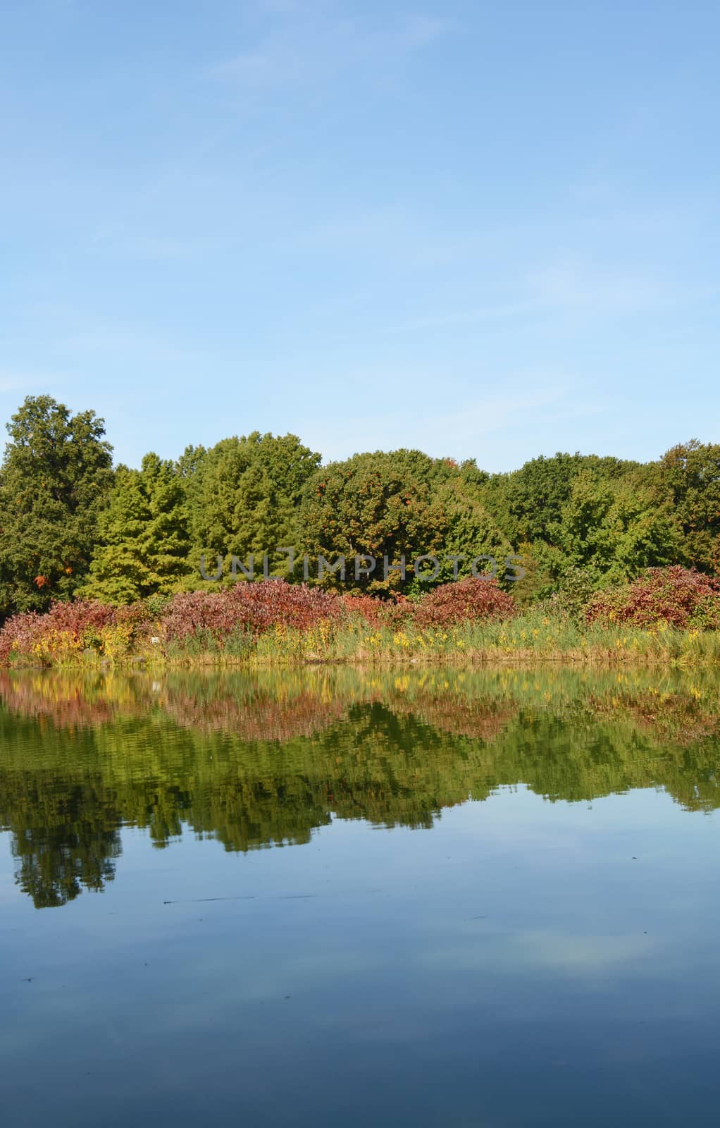Still lake reflects surrounding trees and marginal plants with clear blue sky