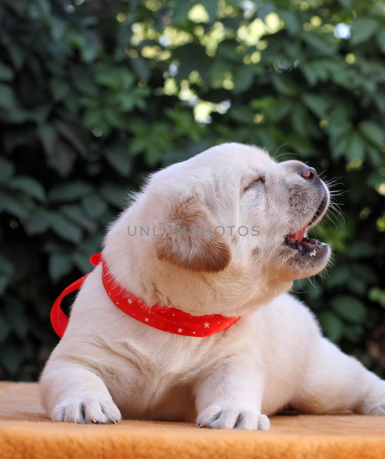 little yellow labrador puppy sitting on yellow background