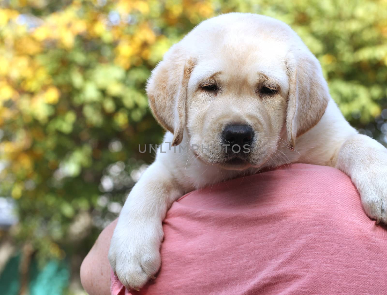 little yellow labrador puppy sitting in the park in autumn