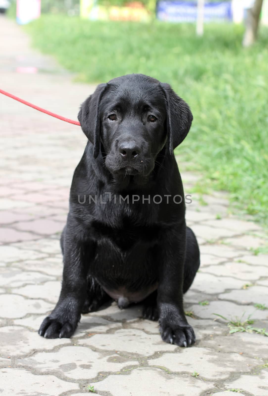 a little yellow labrador puppy sitting in the park in autumn