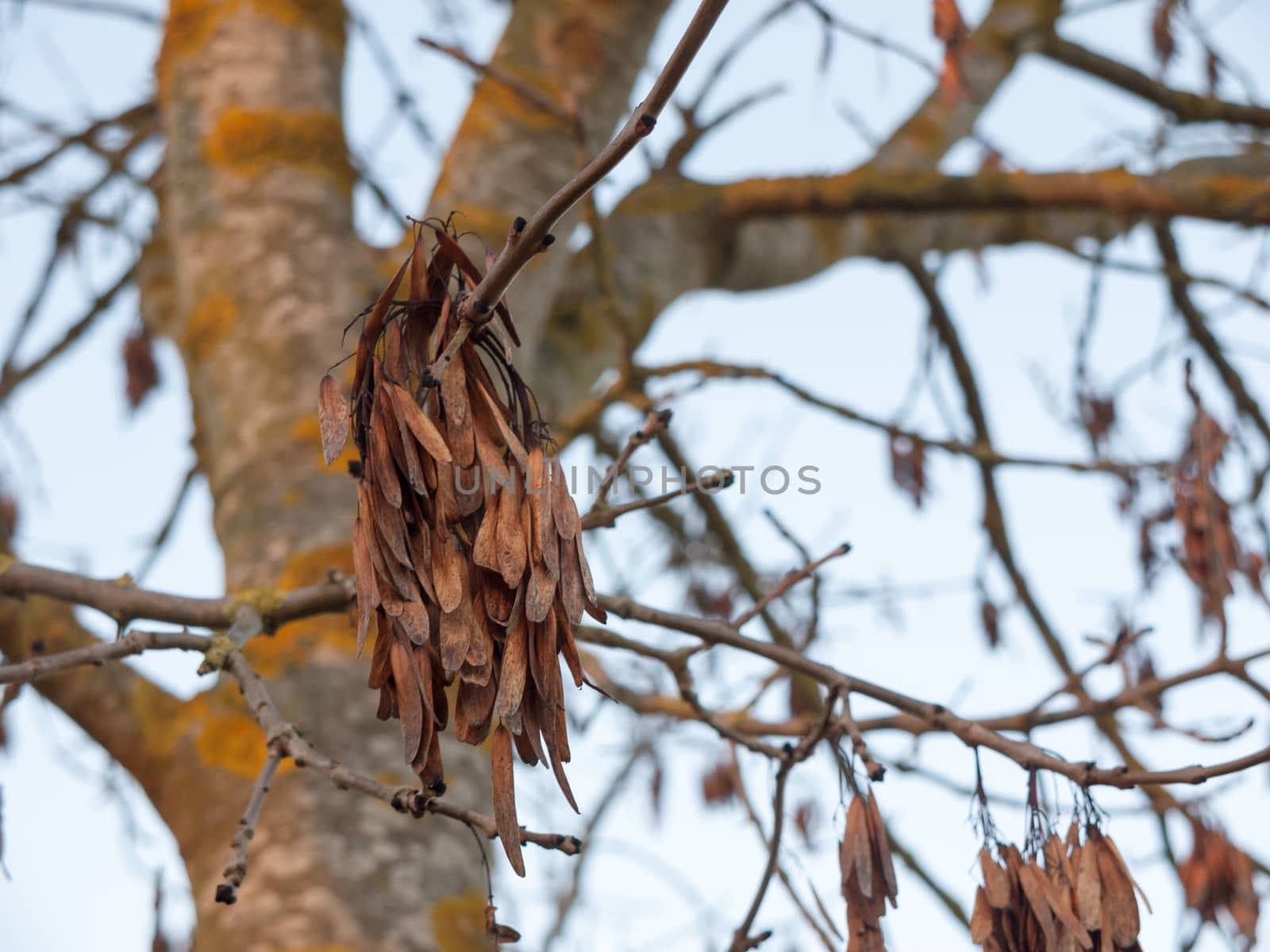 brown dead dry leaves hanging on bare branches autumn tree by callumrc
