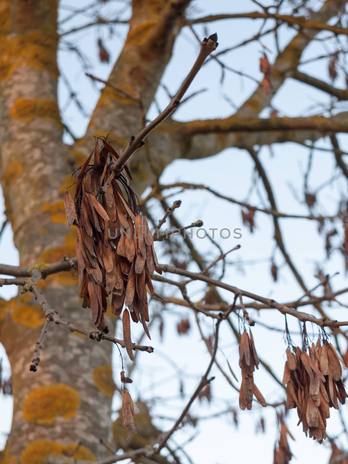 brown dead dry leaves hanging on bare branches autumn tree by callumrc