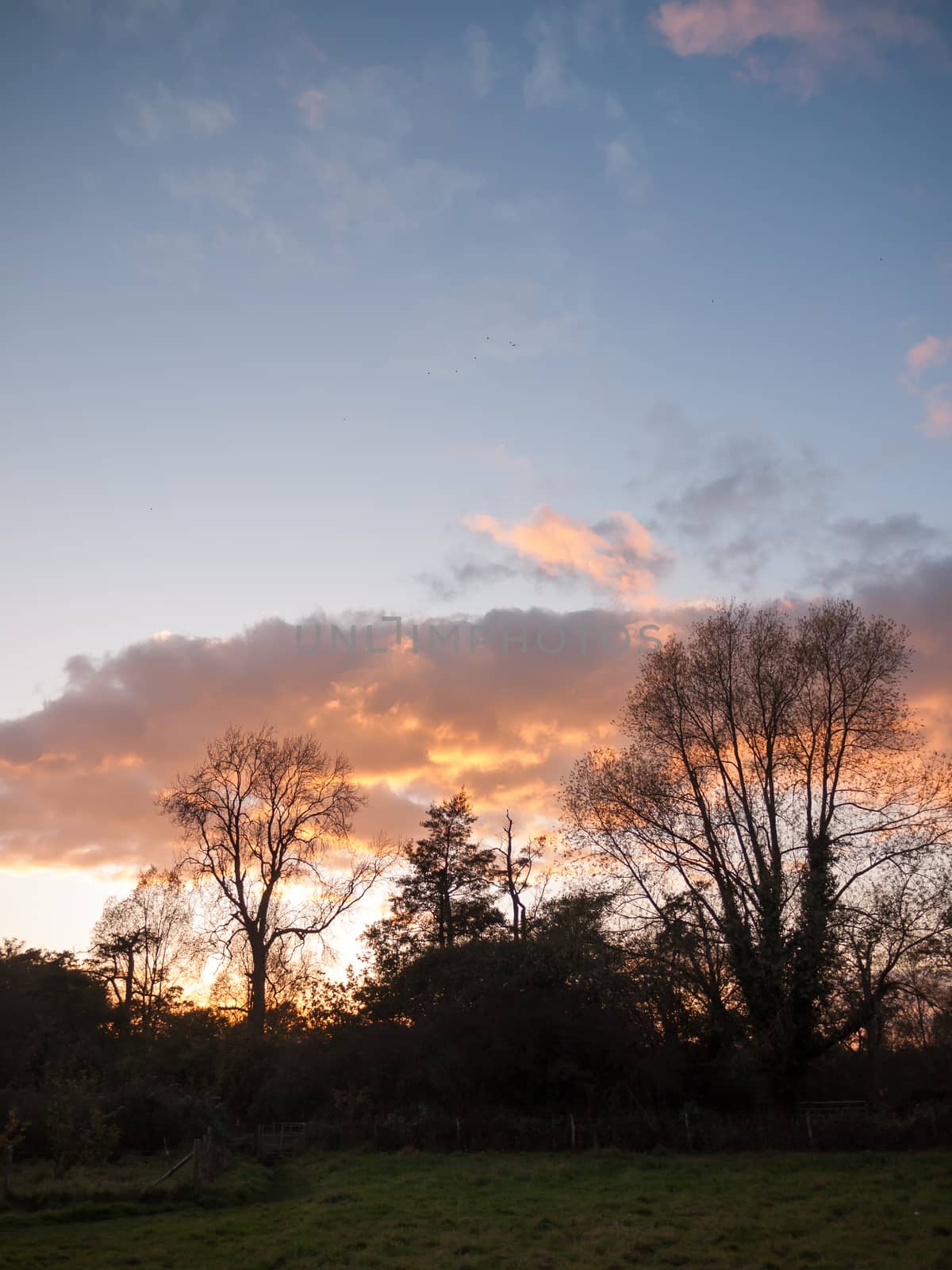 beautiful open autumn field Dedham sun set light tree branches sky; essex; england; uk