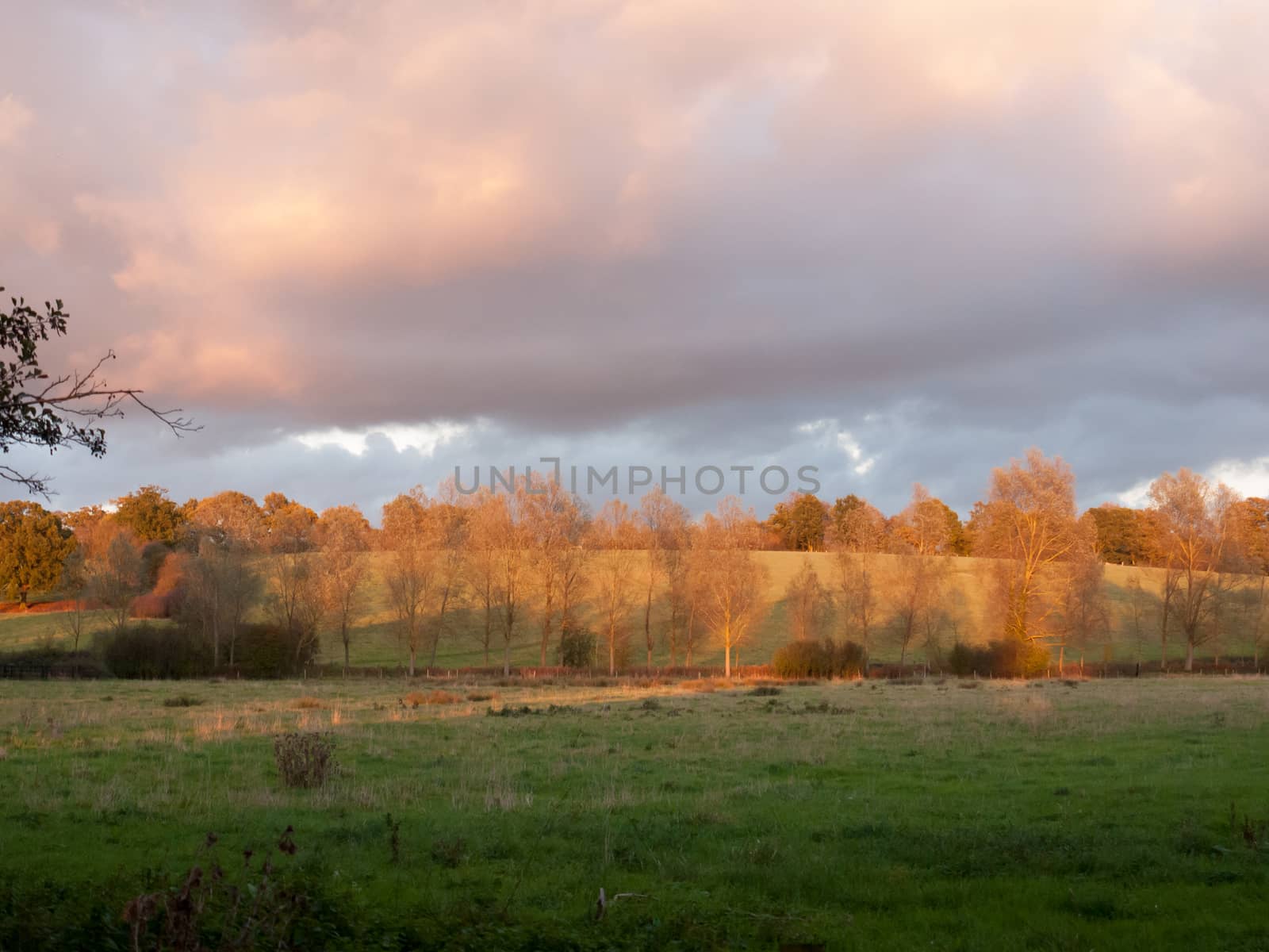 beautiful open autumn field Dedham sun set light tree branches; essex; england; uk