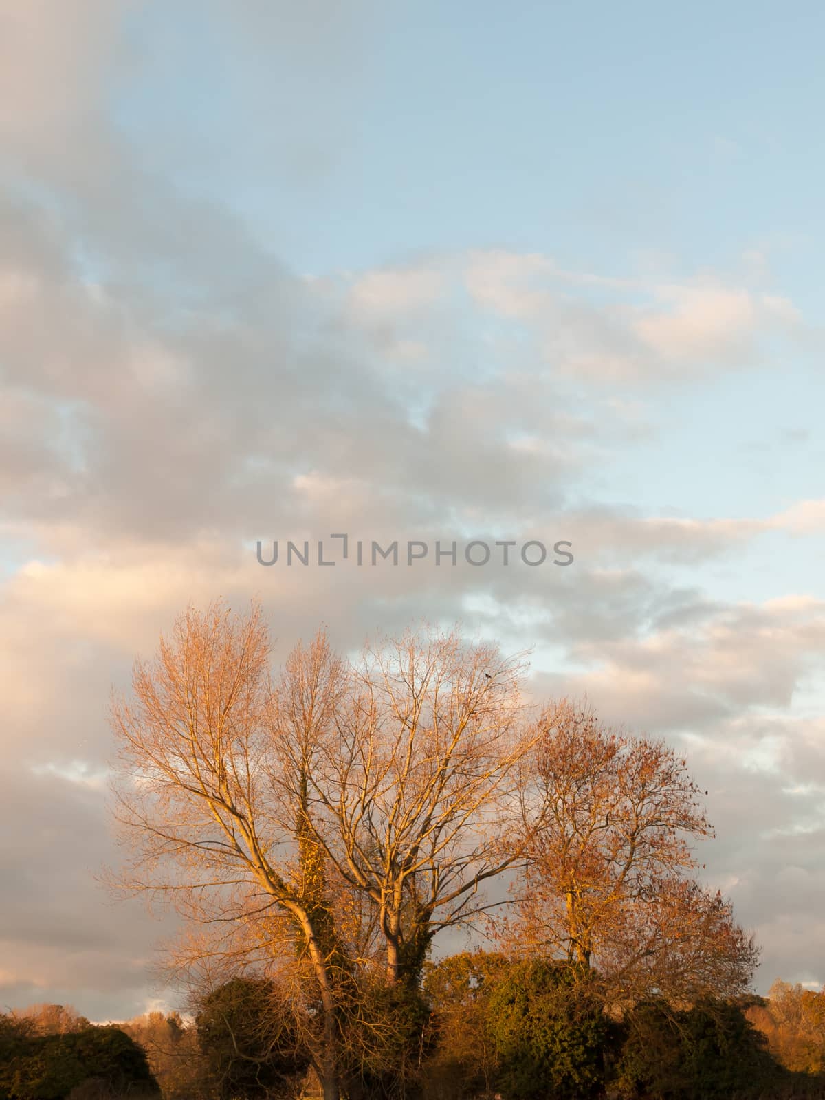 beautiful bare tree in countryside autumn weather sunset sky fie by callumrc