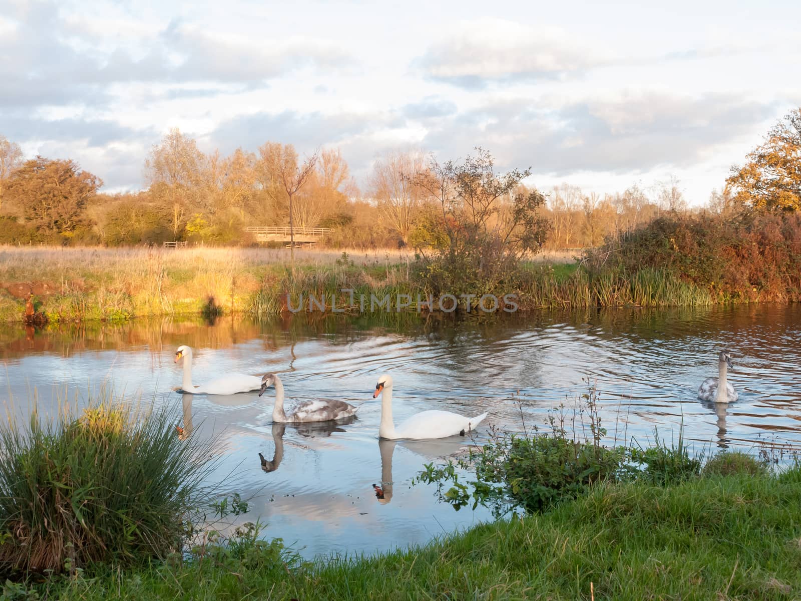 beautiful group of swans and cyngets swimming down river Dedham nature; essex; england; uk