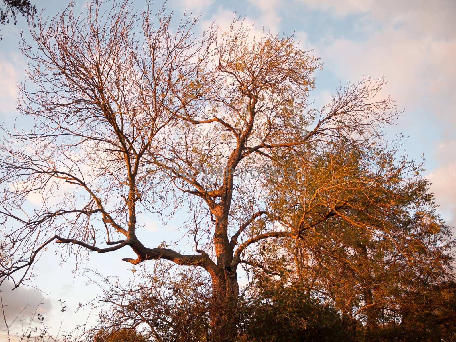 beautiful autumn bare branches no leaves countryside sun set; essex; england; uk