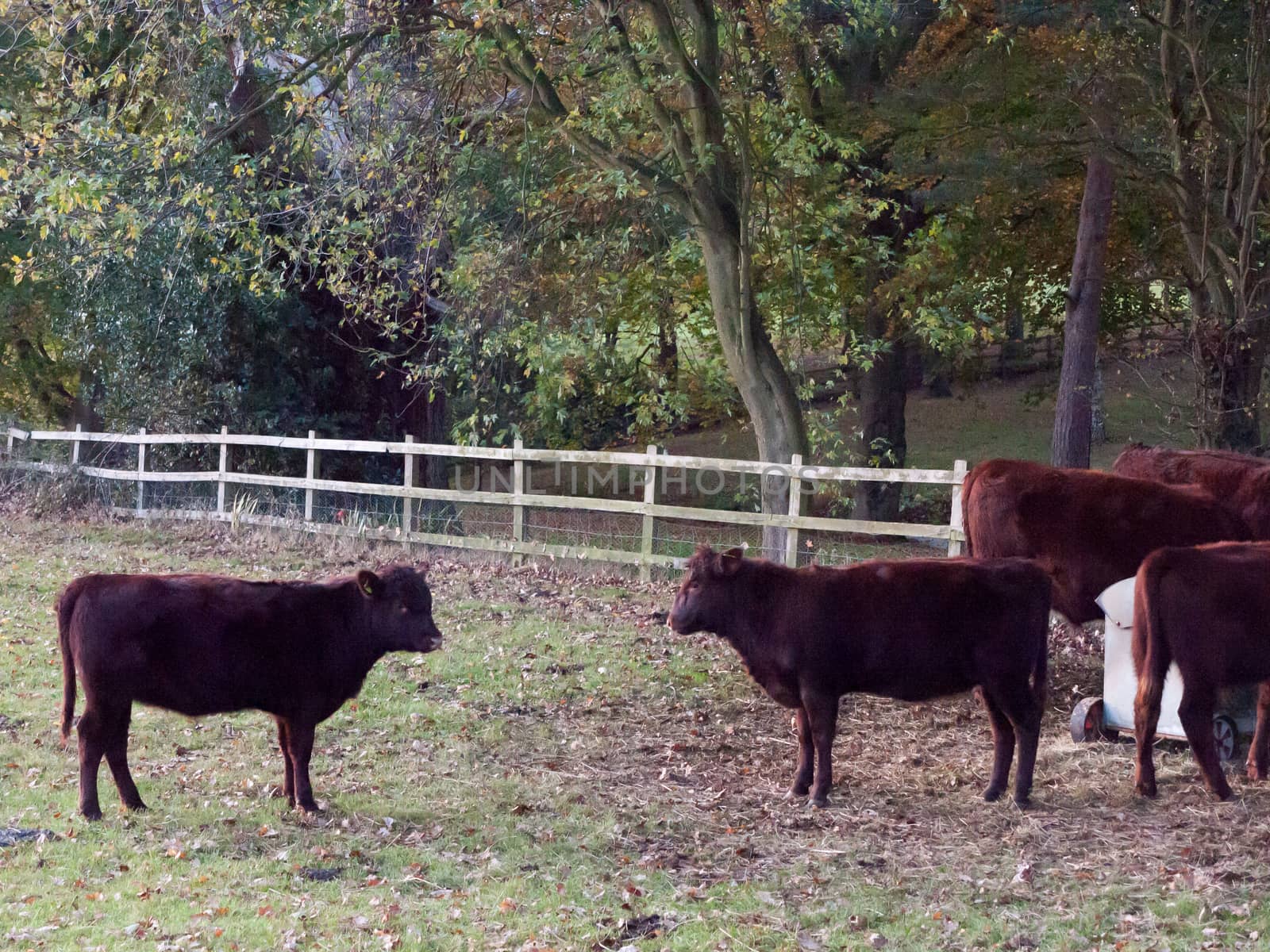 beautiful brown country cows in edge of field close up autumn dark sun set; essex; england; uk