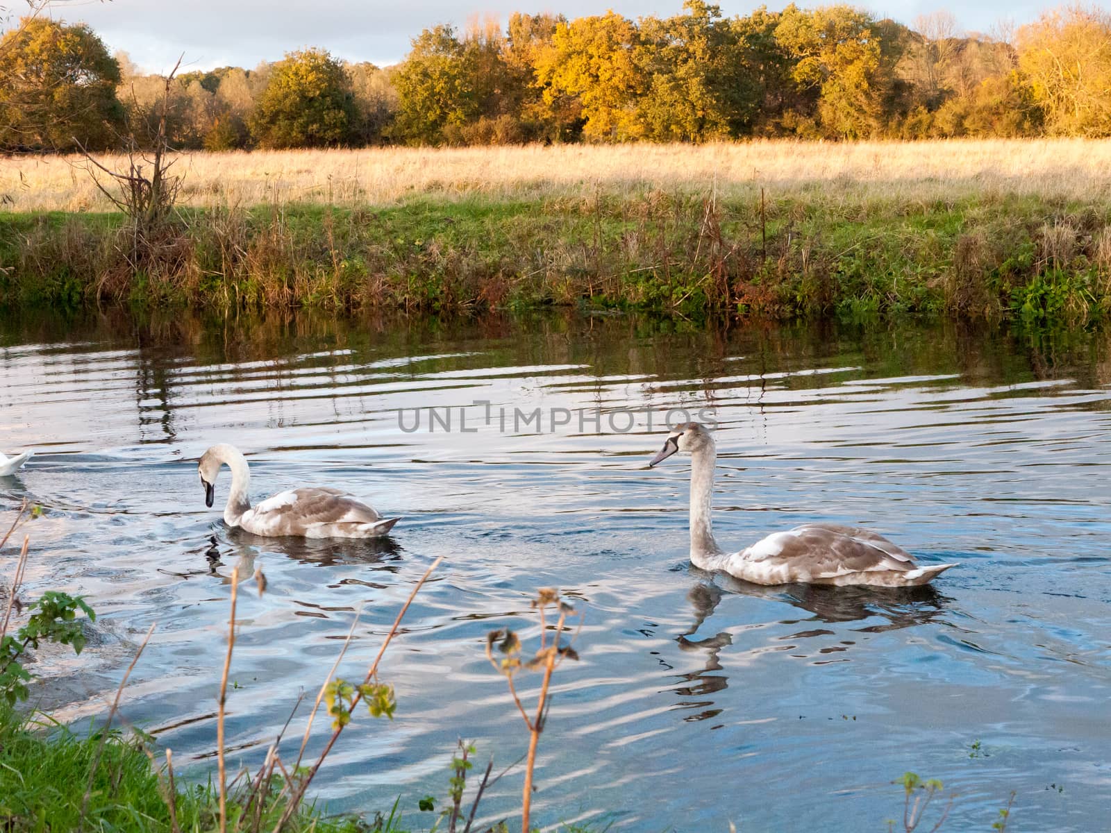 beautiful group of swans and cyngets swimming down river Dedham nature; essex; england; uk