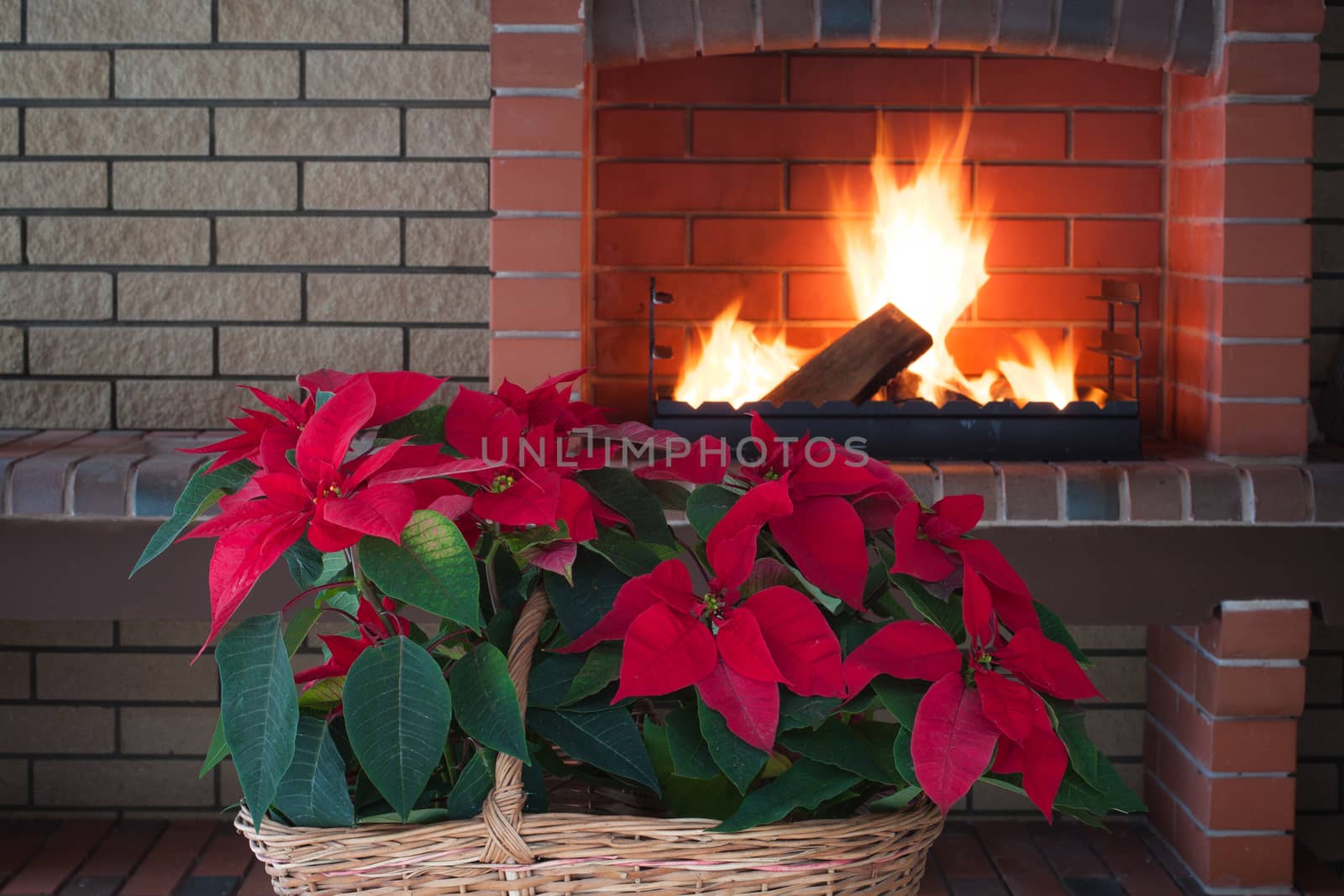 Poinsettia flowers isolated in vintage basket, fireplace, brick wall, romance by Katia1504