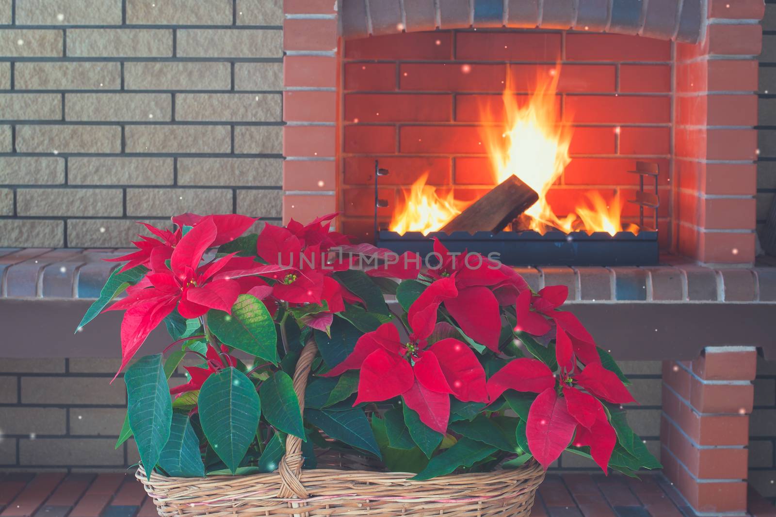 Poinsettia flowers isolated in vintage basket, fireplace, brick wall, romance by Katia1504