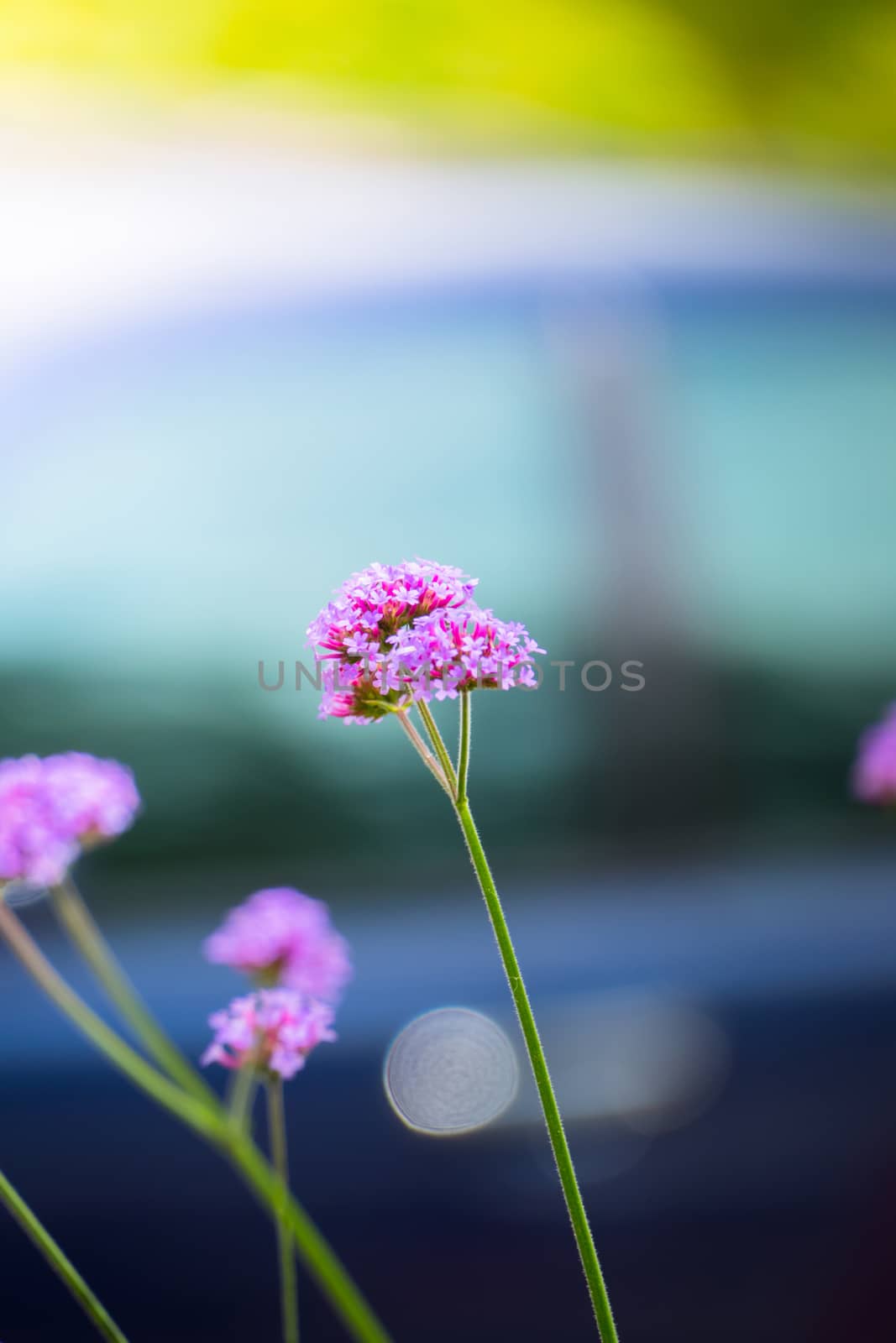 The background image of the colorful flowers, background nature