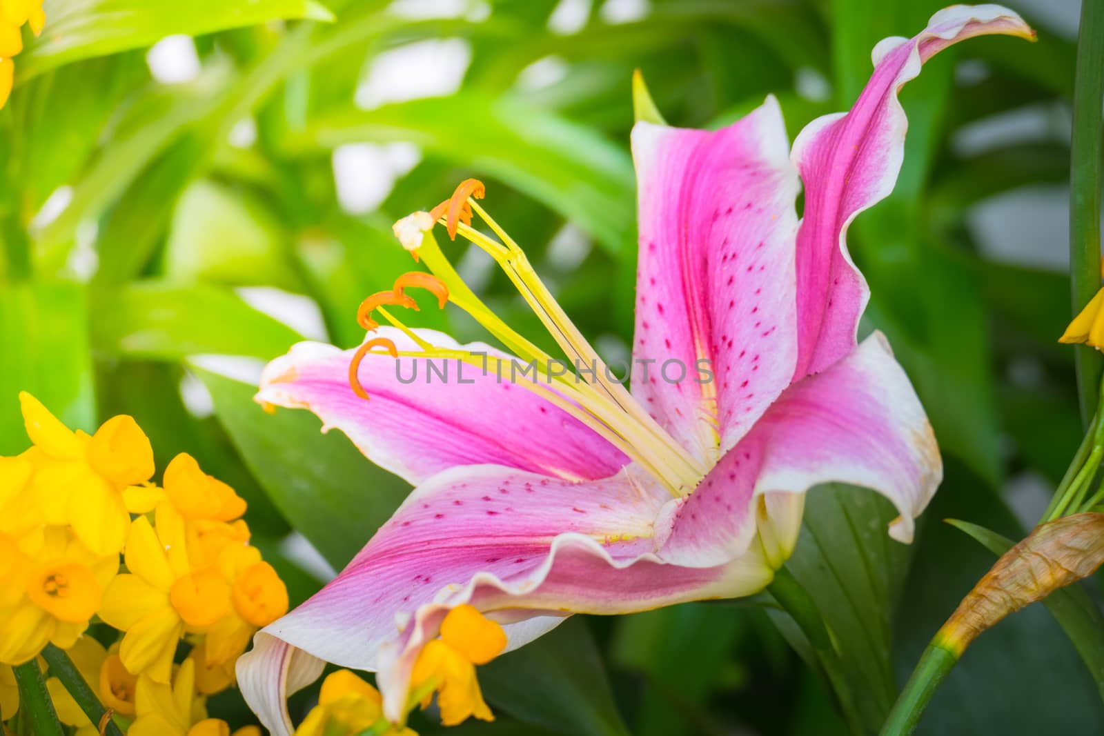 The background image of the colorful flowers, background nature