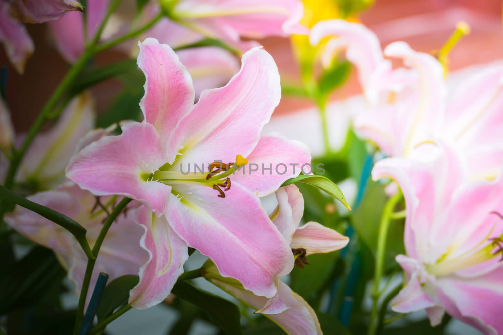 The background image of the colorful flowers by teerawit