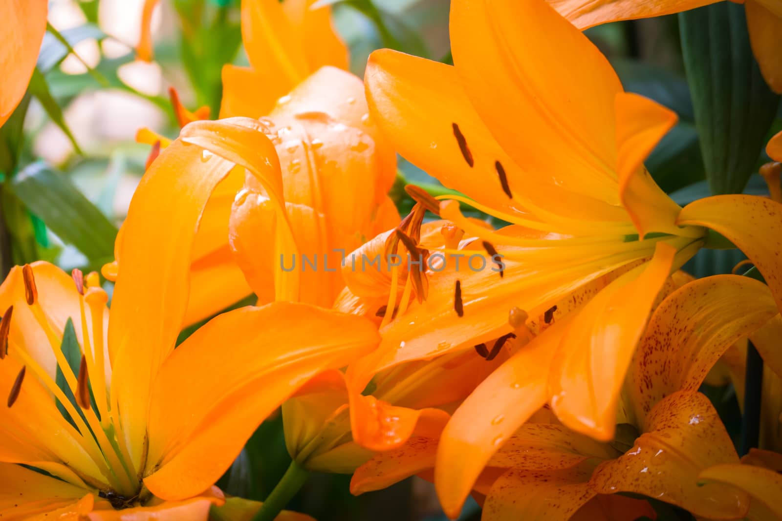 The background image of the colorful flowers, background nature