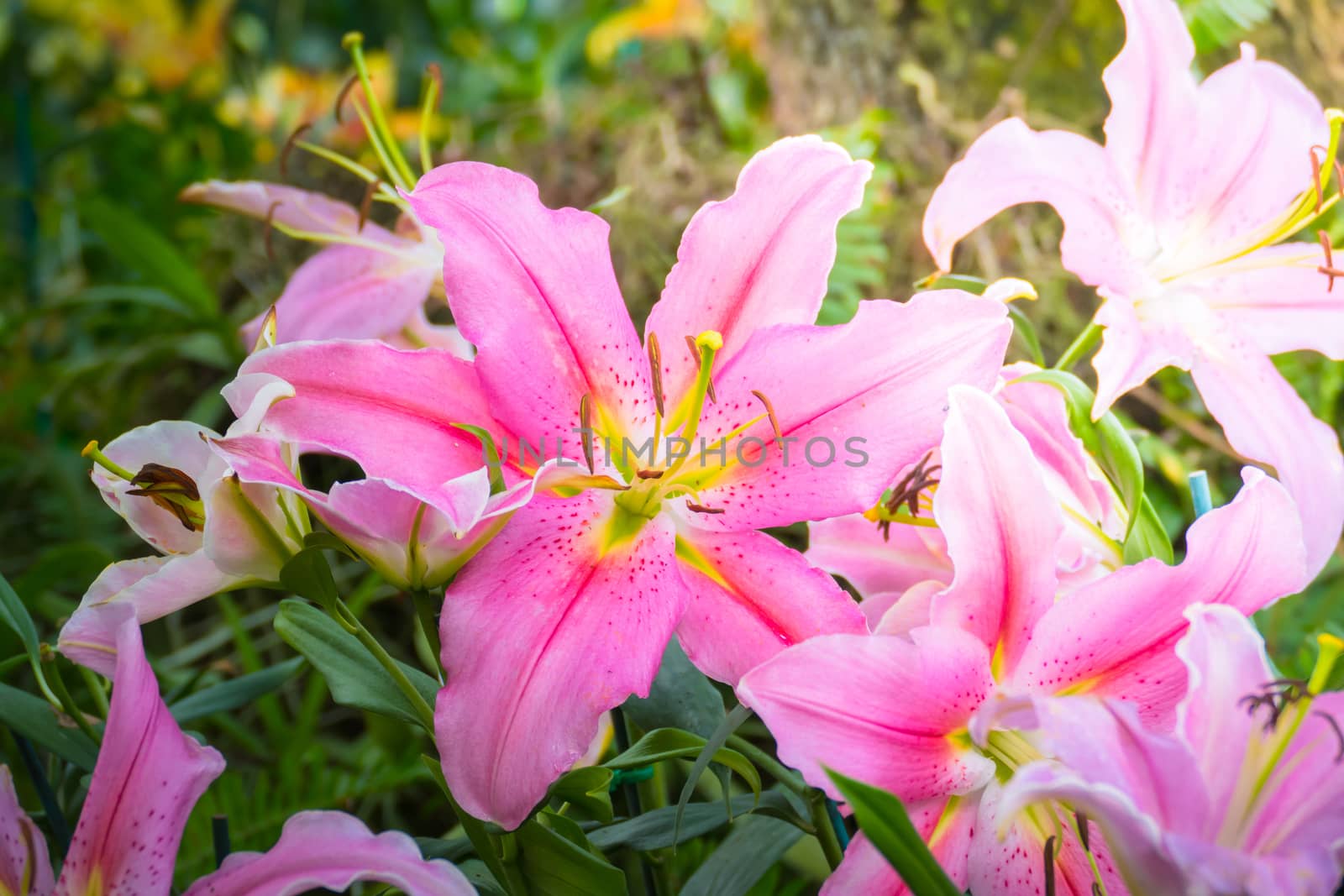 The background image of the colorful flowers, background nature