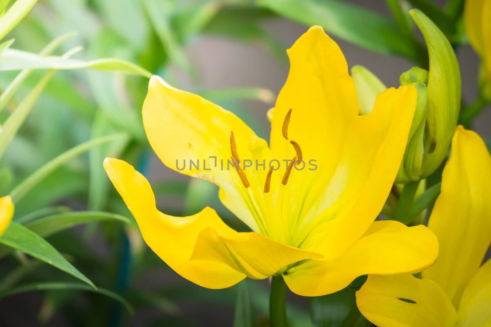 The background image of the colorful flowers by teerawit