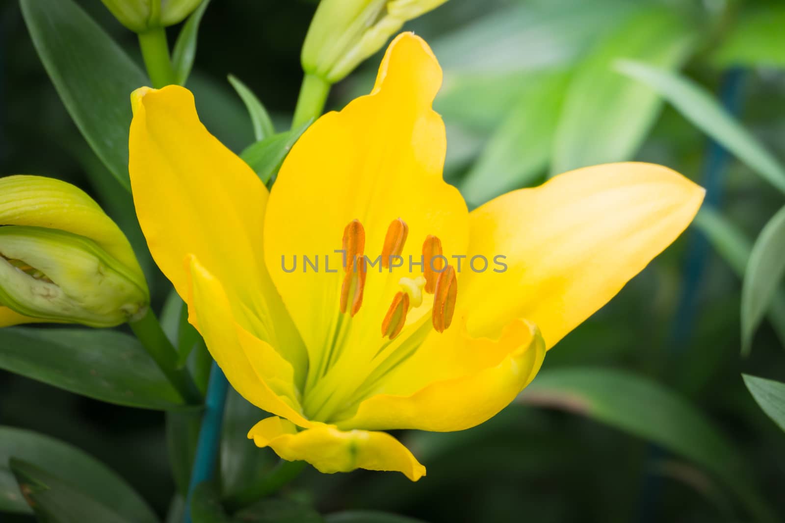 The background image of the colorful flowers, background nature