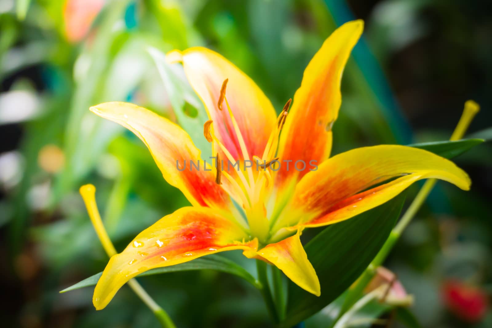 The background image of the colorful flowers, background nature