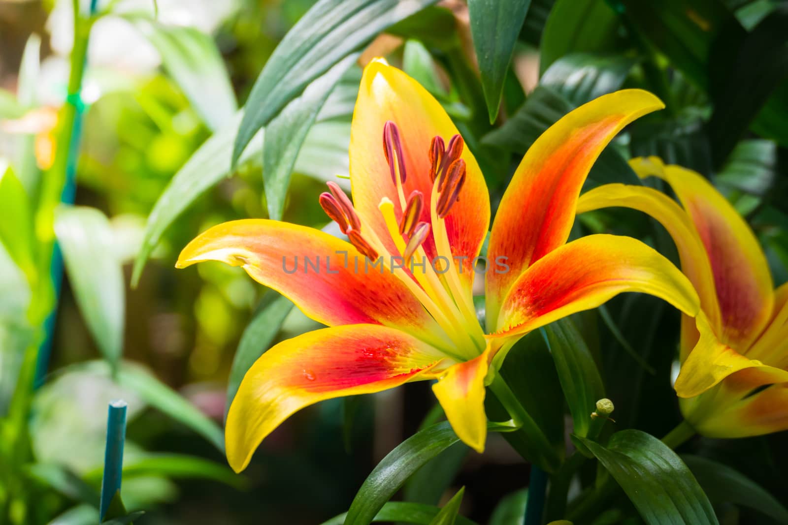 The background image of the colorful flowers, background nature