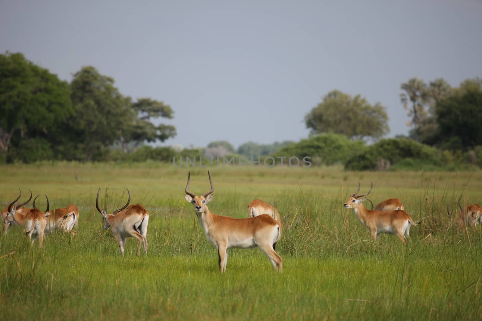 Wild Impala Antelope in African Botswana savannah by desant7474