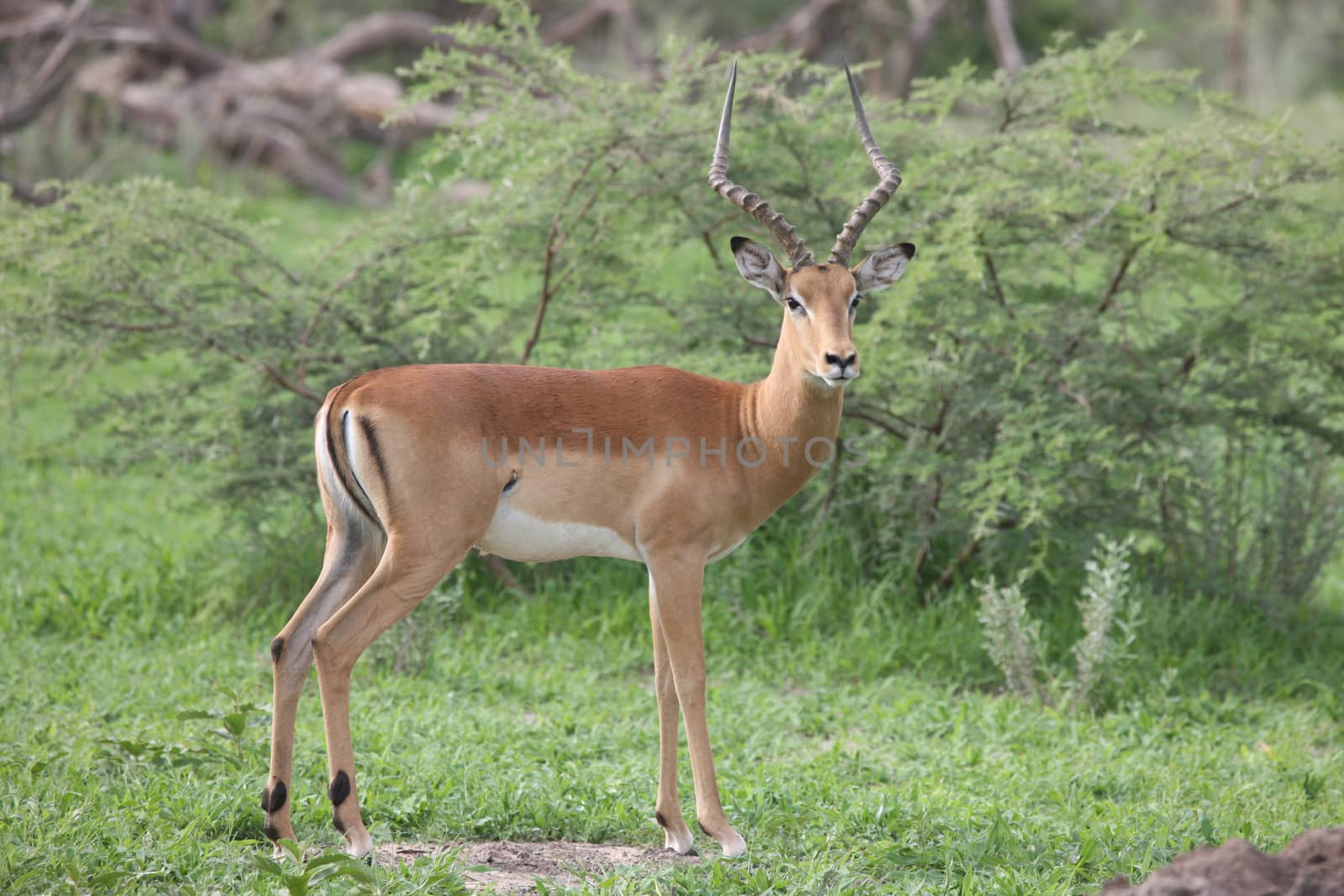 Wild Impala Antelope in African Botswana savannah by desant7474