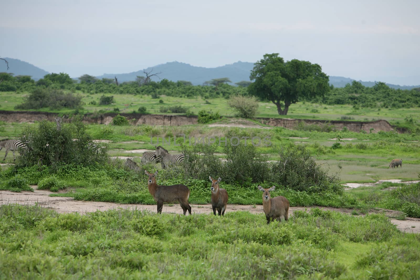 Wild Impala Antelope in African Botswana savannah