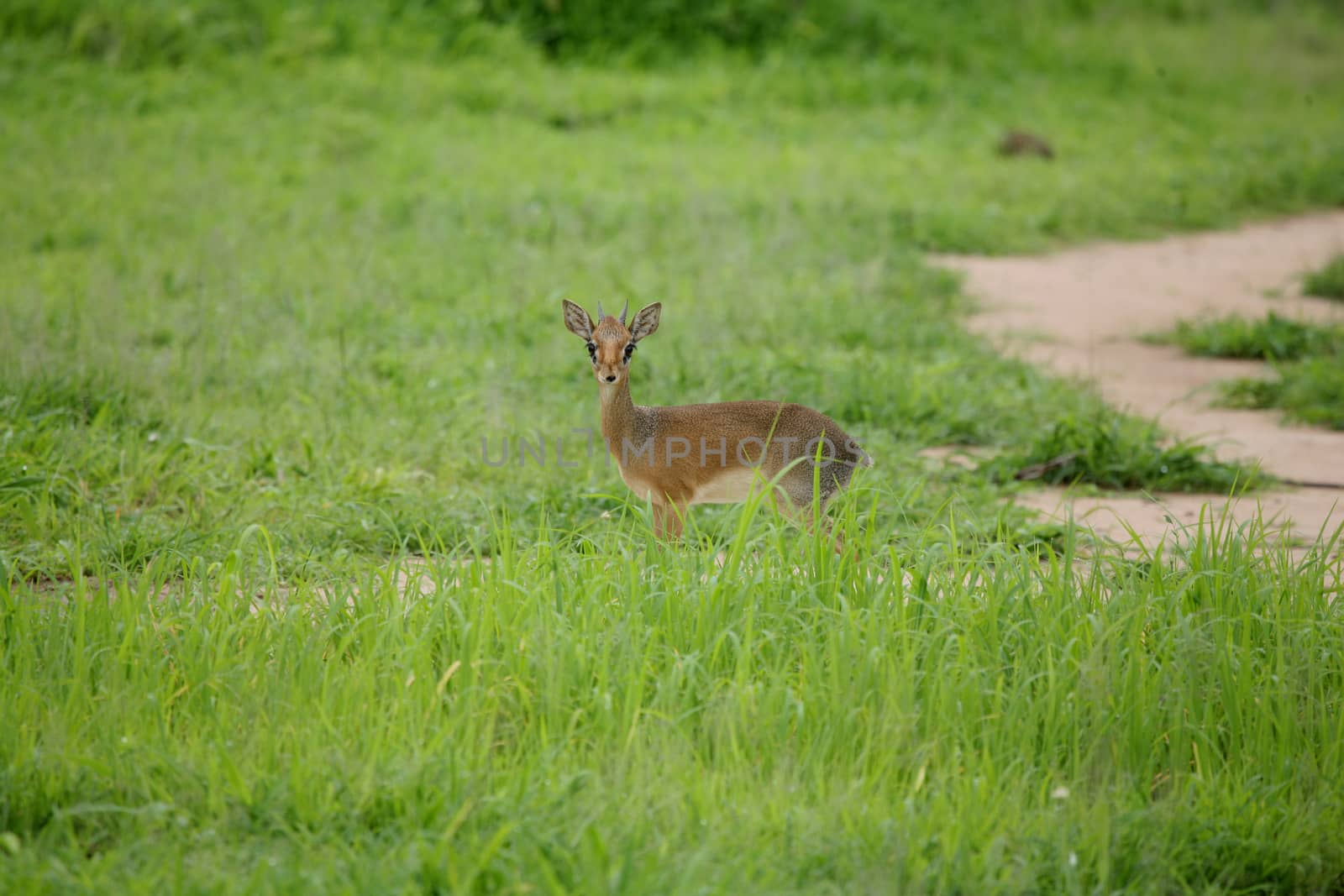 Wild Impala Antelope in African Botswana savannah