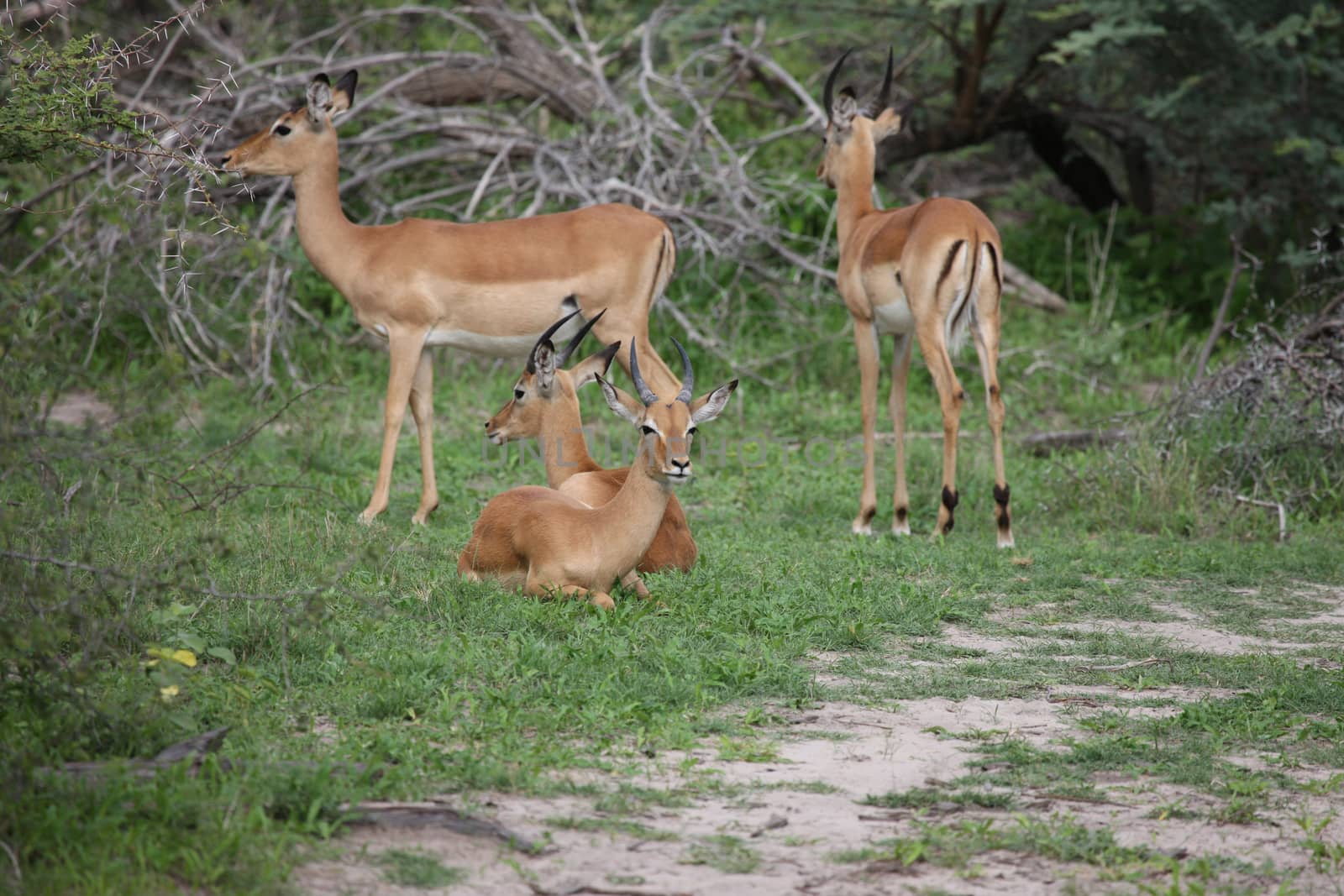 Wild Impala Antelope in African Botswana savannah by desant7474